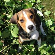 honden foto van Bert Oost