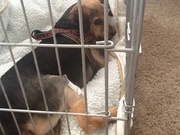 honden foto van Yolande