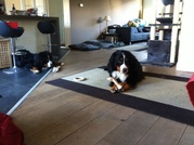 honden foto van Patricia