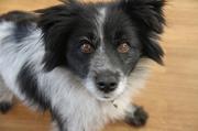 honden foto van Sander 