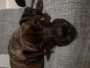 honden foto van Audrey 