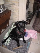 honden foto van Pascale