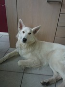 honden foto van christel