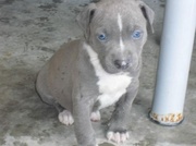 honden foto van Wendy