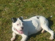 honden foto van Annet