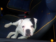 honden foto van Eddy Vanermen