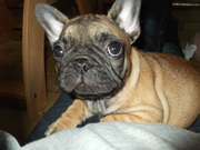 honden foto van Cindy