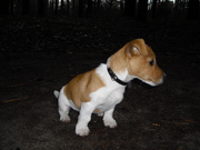 honden foto honden foto van Ridder