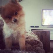 honden foto honden foto van Micah