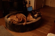 honden foto honden foto van Noor - Mix en Pip
