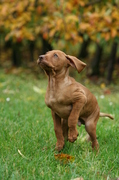honden foto van Karrie