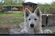 honden foto van Jelte