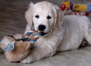 honden foto van Amor de Oro