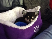 honden foto van Sharon De Ridder