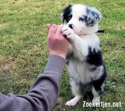 honden foto van Jorgen