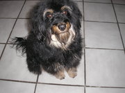 honden foto van ria van es
