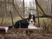 honden foto van gaston