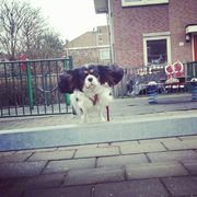 honden foto van haleh