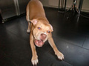 honden foto van annelies