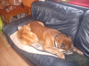 honden foto van yvonne van sluijsdam 