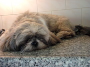 honden foto van Roelie