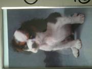 honden foto van Stefanie <3 Jenna