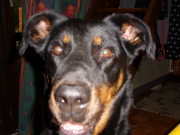 honden foto van Peter