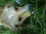 honden foto van daphne