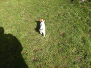 honden foto van Simone