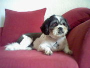 honden foto van floris en wybe