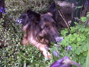 honden foto van Lisanne en Remo