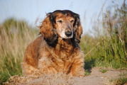 honden foto van Micky