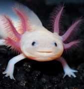 honden foto van Nora