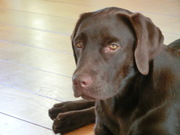 honden foto honden foto van Labrador