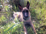 honden foto van Bente