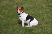 honden foto van Bart