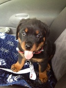 honden foto van Sabine, Diesel & Roxz 