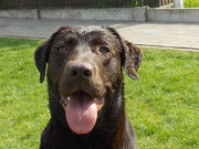 honden foto van Femke Mees