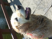 honden foto van iris