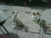 honden foto van Patricia