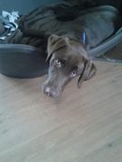 honden foto van Sandra & Max