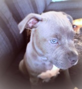 honden foto van Samantha 