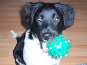 honden foto honden foto van Postma