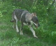 honden foto van erica