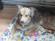 honden foto honden foto van J