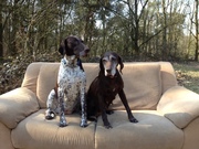 honden foto van Sabrina Smits