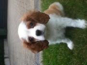 honden foto van jorn