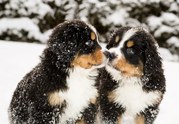 honden foto honden foto van Milou