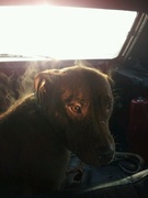 honden foto van Toos