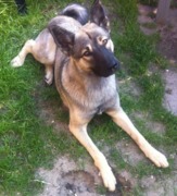 honden foto van Merdjerine Kana